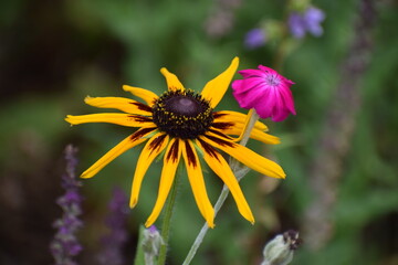 bee on yellow flower