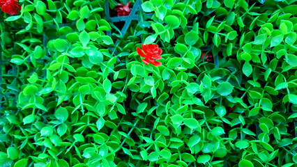 Close-up of bright red artificial flowers surrounded by lush green plastic leaves, featuring high...