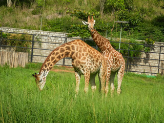 Two giraffes in the green field at zoo