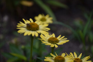 bee on yellow flower