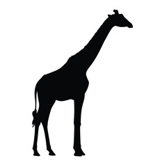 Black vector silhouette illustration of a wild giraffe mammal isolated on a white background