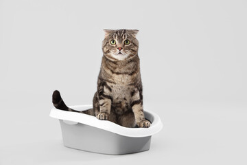 Cute cat in litter box on grey background