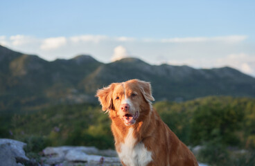 A Nova Scotia Duck Tolling Retriever sits attentively on a rocky hill with greenery and mountain...