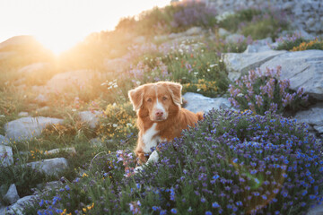 A Nova Scotia Duck Tolling Retriever rests among blooming wildflowers with golden sunlight...