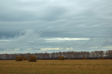 An abandoned field with withered yellow grass on a cloudy day. Dry vegetation, uneven ground and...