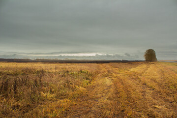 An abandoned field with withered yellow grass on a cloudy day. Dry vegetation, uneven ground and...