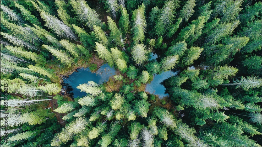 Poster high-angle view of a forest with a tranquil pool.