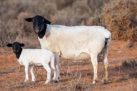 Black headed Dorper breed of sheep ,a female with lamb.in outback New South Wales.