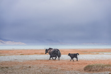 A herd of yaks walks along the grassy valleys of the Pamir highlands against the backdrop of...