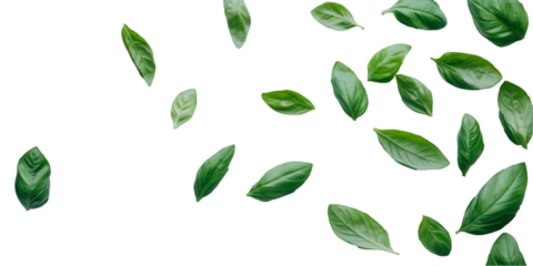 Fresh Basil Leaves Transitioning from Deep Green to Light Hue Isolated on Transparent Background