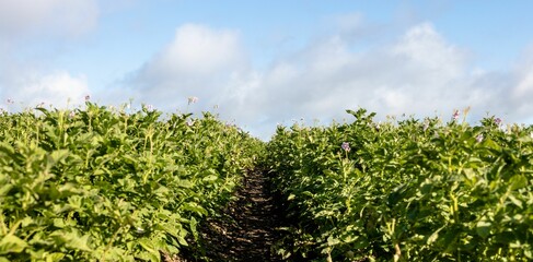 Dirt pathway is cutting through flat design farmland with green crops and purple blossoms under sky