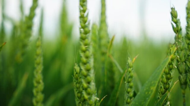 green wheat ear standing prominently in a field, with other out-of-focus green wheat stalks in the background, conveying a sense of agricultural growth and potential