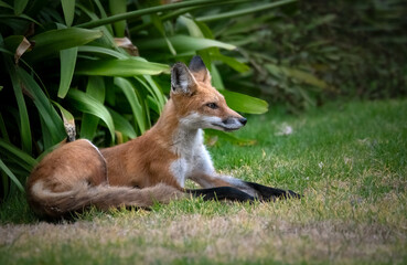 Red fox sitting in alert position on a lawn in Los Angeles