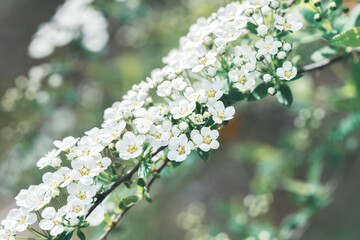 Spirea white flowers wallpaper poster