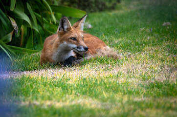 red fox alerted by something from a nap on grass in Los Angeles