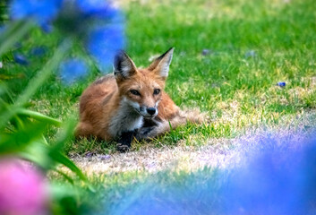 red fox alerted by something from a nap on grass in Los Angeles