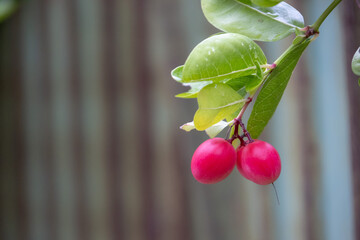 Vibrant red Carissa carandas (Karonda) fruits hang from green branches with glossy leavesetal background.