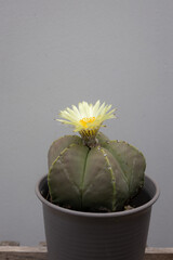 A centered shot of a small, round cactus with a delicate yellow flower blooming from its top, set in a dark grey pot