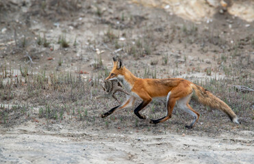 Red fox trotting with squirrels in its mouth near Los Angeles
