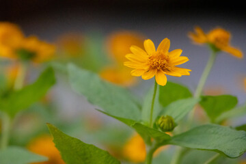 close-up shot of bright yellow Melampodium divaricatum flowers, also known as Butter Daisies.
