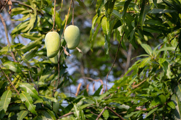 close-up shot of several unripe, green mangoes hanging from a branch of a mango tree.