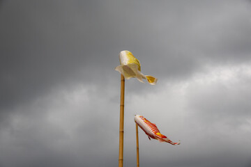 Two koinobori (carp streamers) flying against a cloudy sky. Traditional Japanese decorations for Children's Day