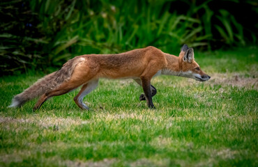 Red fox on the hunt on a lawn in Los Angeles
