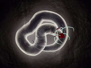 Nematode Worm - 3D Microscopic Visualization