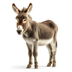 Fototapeta premium A lone donkey stands clearly highlighting its gentle features, isolated on white background.