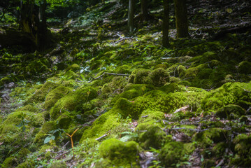 奥多摩の苔むした登山道