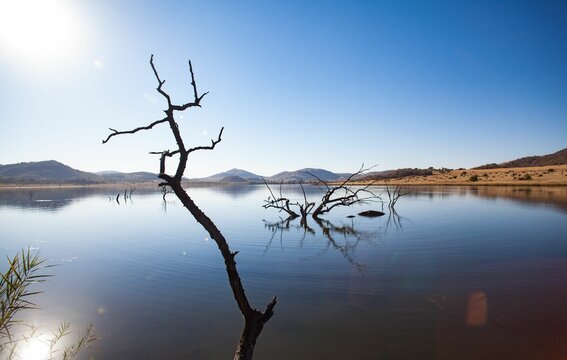 Fototapeta Flat design scene showing tranquil lake reflecting dead branches and rolling hills under clear sky