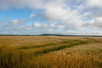 Golden wheat field is stretching to horizon in flat design, showing crop tracks, hills and clouds