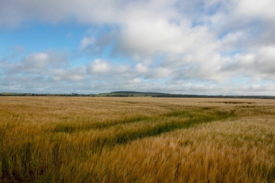 Fototapeta Golden wheat field is stretching to horizon in flat design, showing crop tracks, hills and clouds