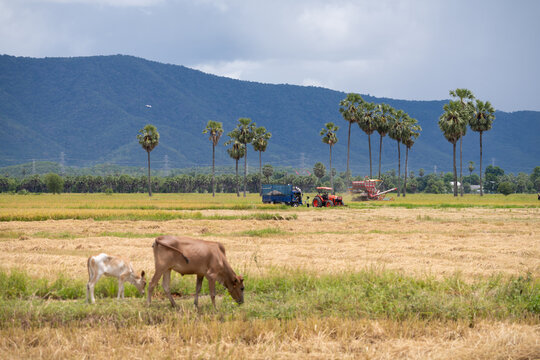 cow in the field