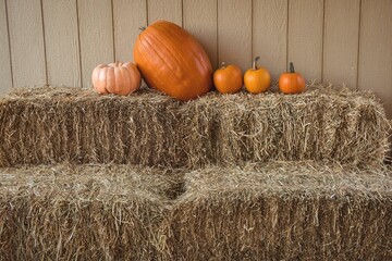 Flat illustration is showing stacked hay bales holding five pumpkins against wooden plank backdrop