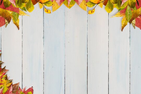 Fototapeta Whitewashed wooden planks are forming flat lay with scattered yellow and red autumn leaves border