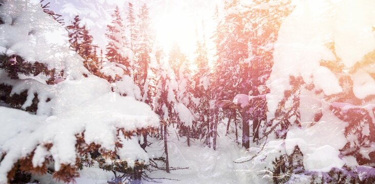 Fototapeta Scenic view of snow covered trees