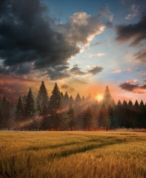 Fototapeta Agricultural landscape during sunset