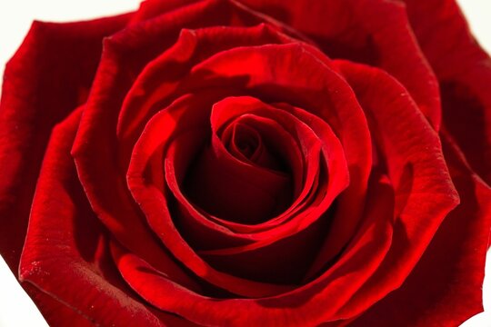 Fototapeta Extreme close-up of red rose