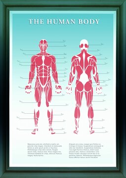 Human body structure in frame