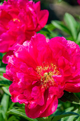 Bright pink peonies burst into bloom, illuminated by warm sunlight in a lush garden