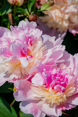Delicate peonies bloom in pink and cream, thriving in a sunny garden
