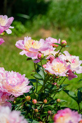 Colorful peonies flourish in a vibrant garden, basking in the sunlight, surrounded by green foliage