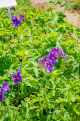 Bright purple blossoms stand out against rich green leaves, showcasing nature's beauty in bloom