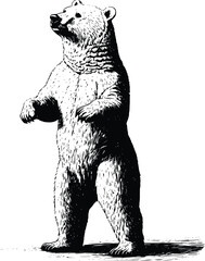 Majestic Grizzly Bear Vector Illustration: Vintage Style Engraving