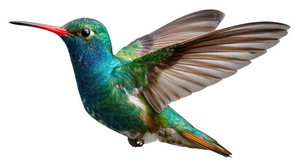 Obraz premium Brilliant Hummingbird in Flight: A vibrant hummingbird, showcasing iridescent green and blue feathers, hovers in mid-air with wings outstretched, a delicate red beak adding a striking contrast.