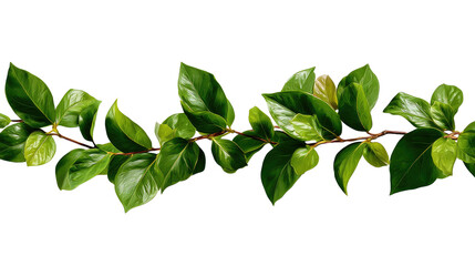 Green Vine Border: Lush green leaves and vibrant stems of a climbing plant form a beautiful border, perfect for adding a touch of nature to any design.