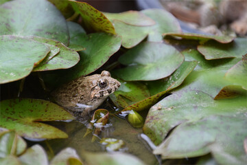 Obraz premium A frog in water lily's water basin / 水鉢いっぱいのミニ睡蓮の葉に身を隠すトノサマガエル