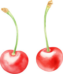 A pair of ripe cherries with green stems. Watercolor clipart perfect for sweet fruit and summer themes.