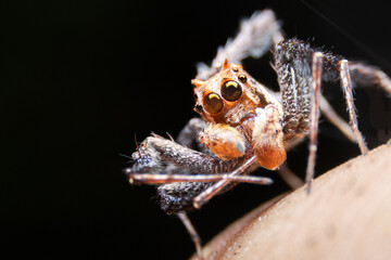 Macro photo of Portia fimbriata (male), a jumping spider in the family Salticidae, a species of jumping spider that preys on other spiders.